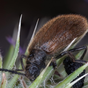 Czarnuchowate, Tenebrionidae, Darkling beetle, Schwarzlkäfer, Чернотелки