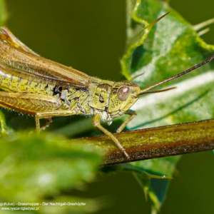 Konik polny, Chorthippus biguttulus, Grasshopper, Der Nachtigall-Grashüpfer