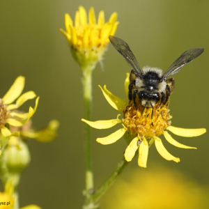 Trzmiele, Bombus, Bumblebees, Die  Erdhummeln, Шмели