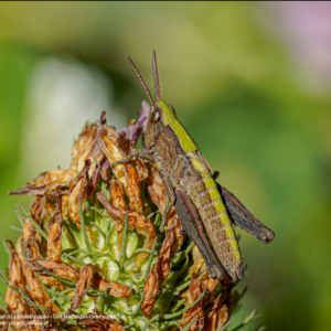 Konik polny, Chorthippus biguttulus, Grasshopper, Der Nachtigall-Grashüpfer