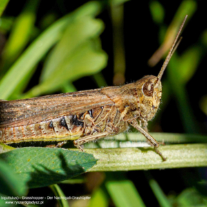 Konik polny, Chorthippus biguttulus, Grasshopper, Der Nachtigall-Grashüpfer