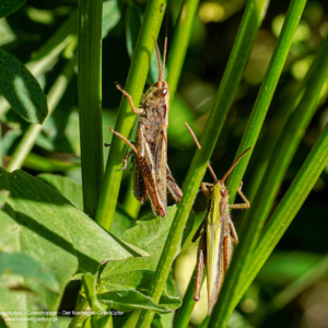 Konik polny, Chorthippus biguttulus, Grasshopper, Der Nachtigall-Grashüpfer