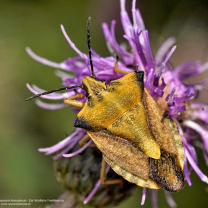 Borczyniec owocowy, Carpocoris fuscispinus, Die Nördliche Fruchtwanze, Щитник остроплечий