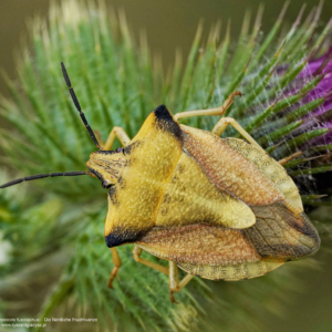 Borczyniec owocowy, Carpocoris fuscispinus, Die Nördliche Fruchtwanze, Щитник остроплечий