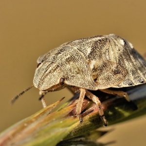 Żółwinek zbożowy (larwa), Eurygaster maura, The tortoise bug (nymph), Die Gemeine Getreidewanze (Nymphe)