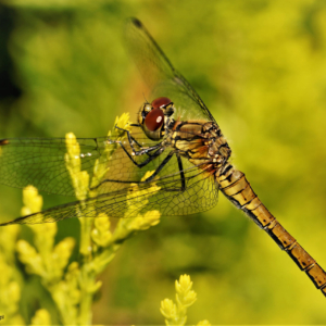 Szablak krwisty, Sympetrum sanguineum, Ruddy darter,  Die Blutrote Heidelibelle, Стрекоза кроваво-красная