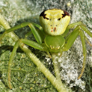 Pająki, Araneae, Spiders, Die Webspinnen, Пауки