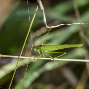 Długoskrzydlak sierposz, Phaneroptera falcata, Sickle-bearing bush-cricket, Die Gemeine Sichelschrecke