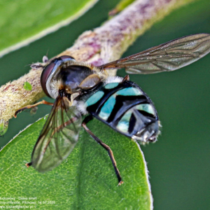 Iłun turkusowy - Didea alneti Muchówki, bzygowate, Diptera, Flies, Die Zweiflügler, owady, insects, Insekten