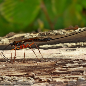 Kłowacznik władczy – Dolichomitus imperator – Gąsieniczniki – Ichneumonoidea – Schlupfwespenartigen 7557 Kłowacznik władczy, Dolichomitus imperator, Gąsieniczniki, Ichneumonoidea, Schlupfwespenartigen