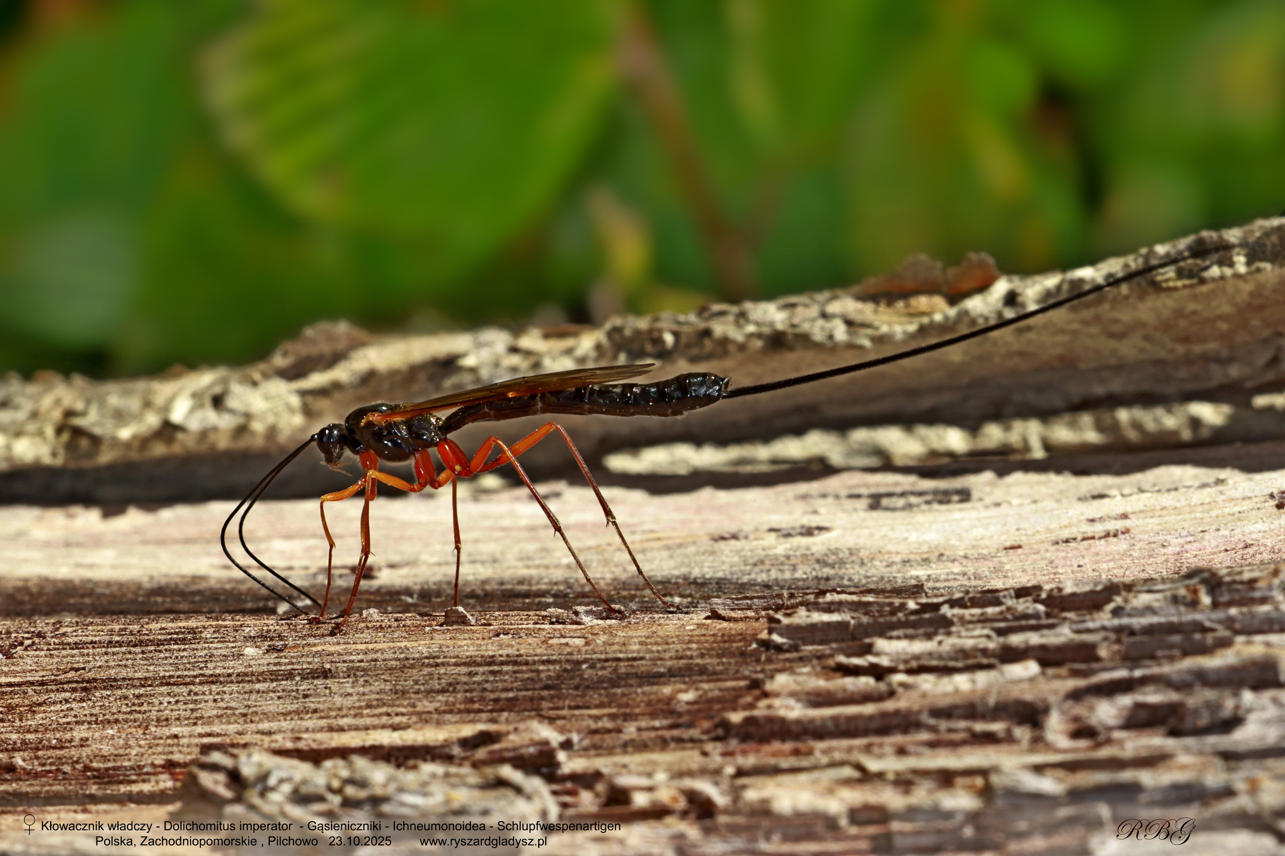 Kłowacznik władczy, Dolichomitus imperator, Gąsieniczniki, Ichneumonoidea, Schlupfwespenartigen