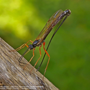 Kłowacznik władczy – Dolichomitus imperator – Gąsieniczniki – Ichneumonoidea – Schlupfwespenartigen 7574 Kłowacznik władczy, Dolichomitus imperator, Gąsieniczniki, Ichneumonoidea, Schlupfwespenartigen