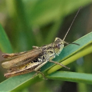 Konik polny, Chorthippus biguttulus, Grasshopper, Der Nachtigall-Grashüpfer