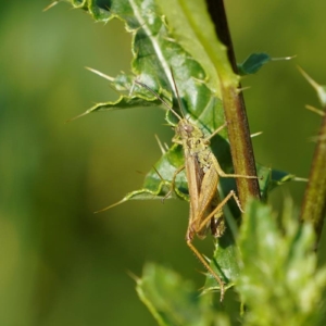 Konik polny, Chorthippus biguttulus, Grasshopper, Der Nachtigall-Grashüpfer