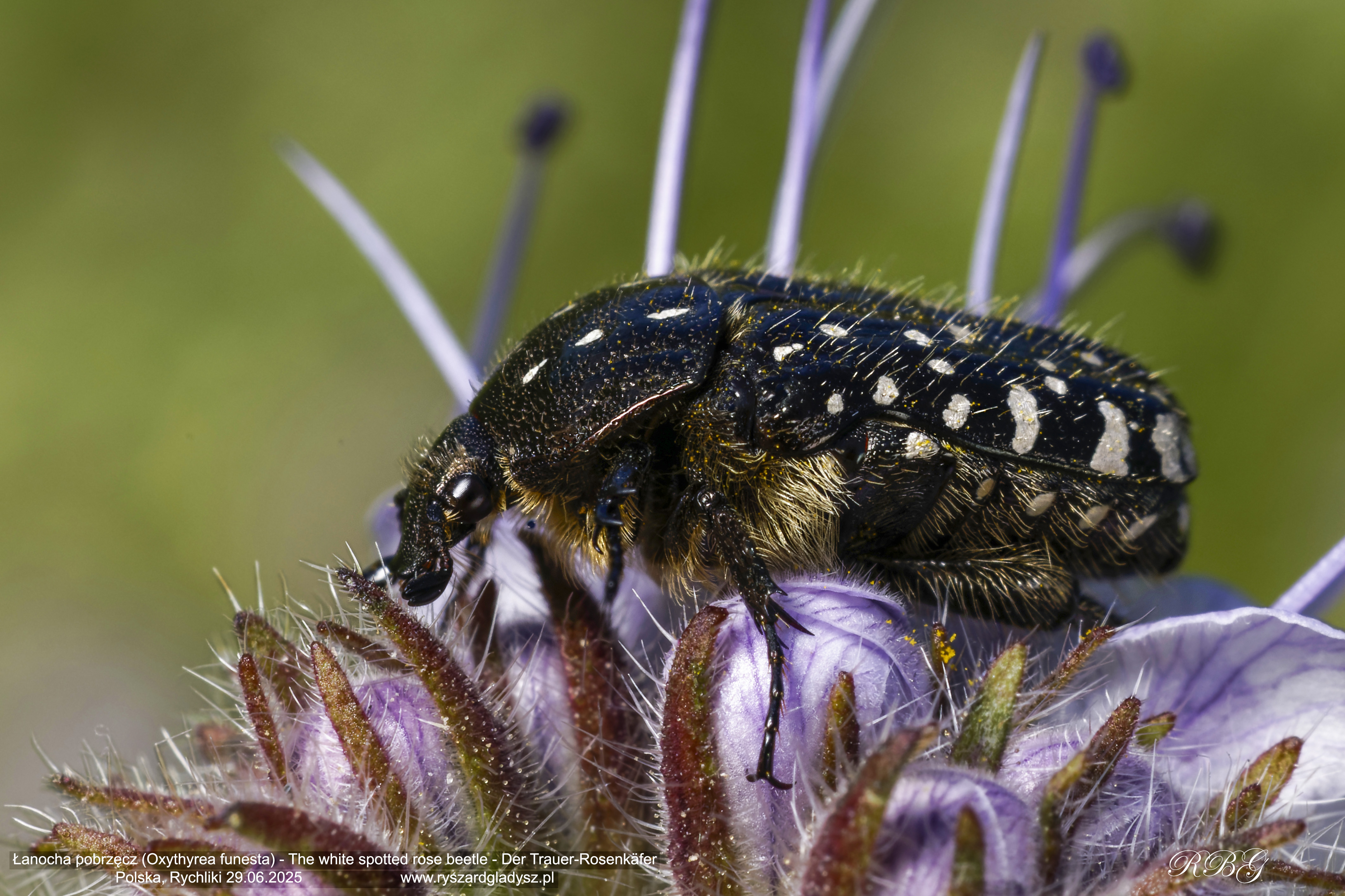 Łanocha pobrzęcz, Oxythyrea funesta, The white spotted rose beetle, Der Trauer-Rosenkäfer