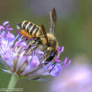 Miesierka dwuzębna – Megachile ericetorum – Heide-Blattschneiderbiene 6420 Miesierka dwuzębna, Megachile ericetorum, Heide-Blattschneiderbiene