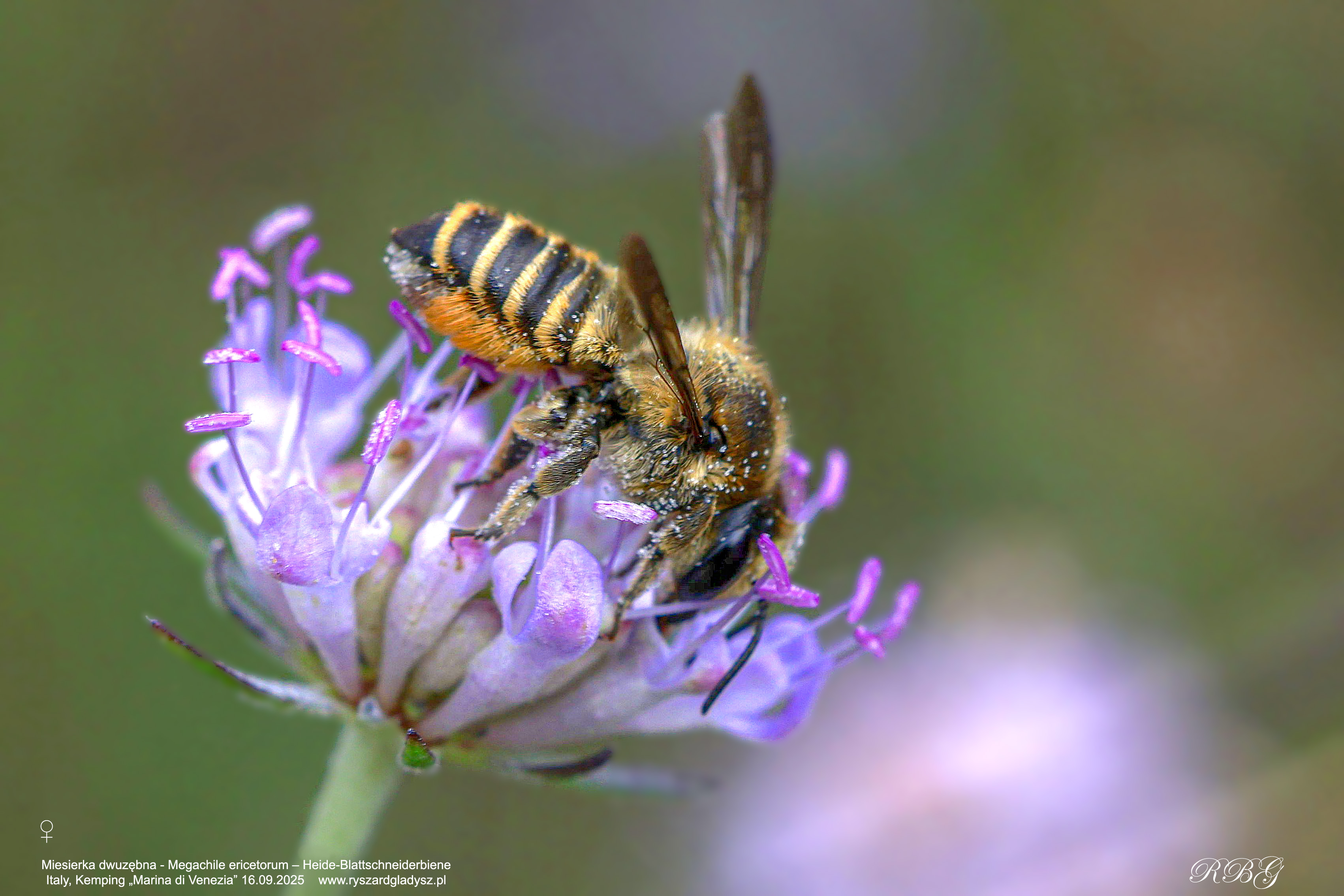 Miesierka dwuzębna, Megachile ericetorum, Heide-Blattschneiderbiene