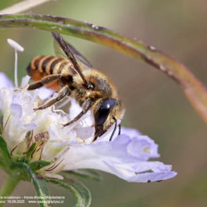 Miesierka dwuzębna - Megachile ericetorum – Heide-Blattschneiderbiene Owady, pszczoły, błonkoskrzydłe, żądłówki, miesierkowate, insects, Hymenoptera, Insekten, Hautflügler, Mörtel- und Blattschneiderbienen
