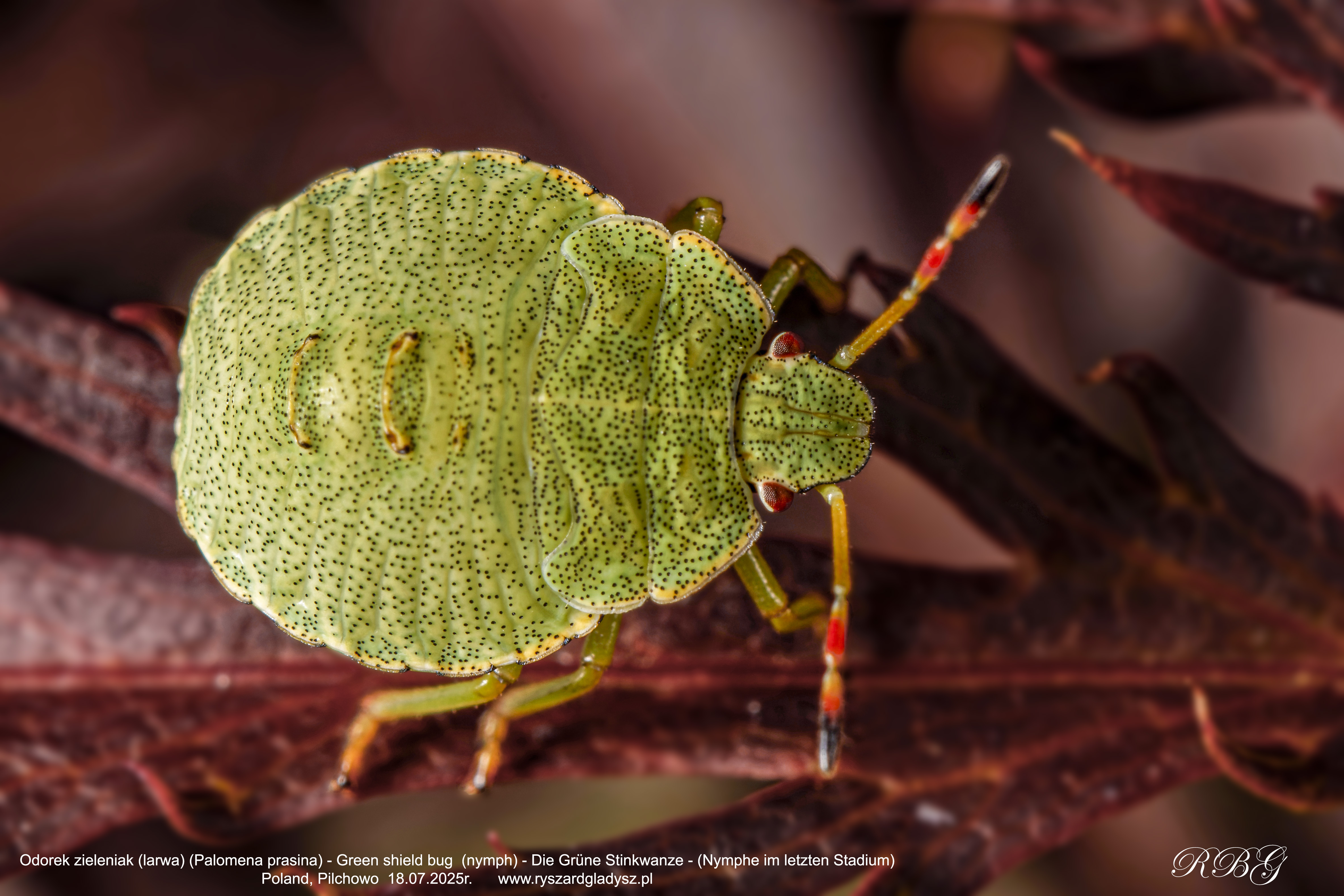 Odorek zieleniak, Palomena prasina, Green shield bug, Die Grüne Stinkwanze