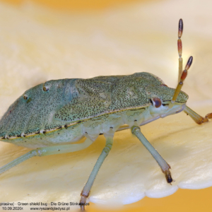 Odorek zieleniak, Palomena prasina, Green shield bug, Die Grüne Stinkwanze