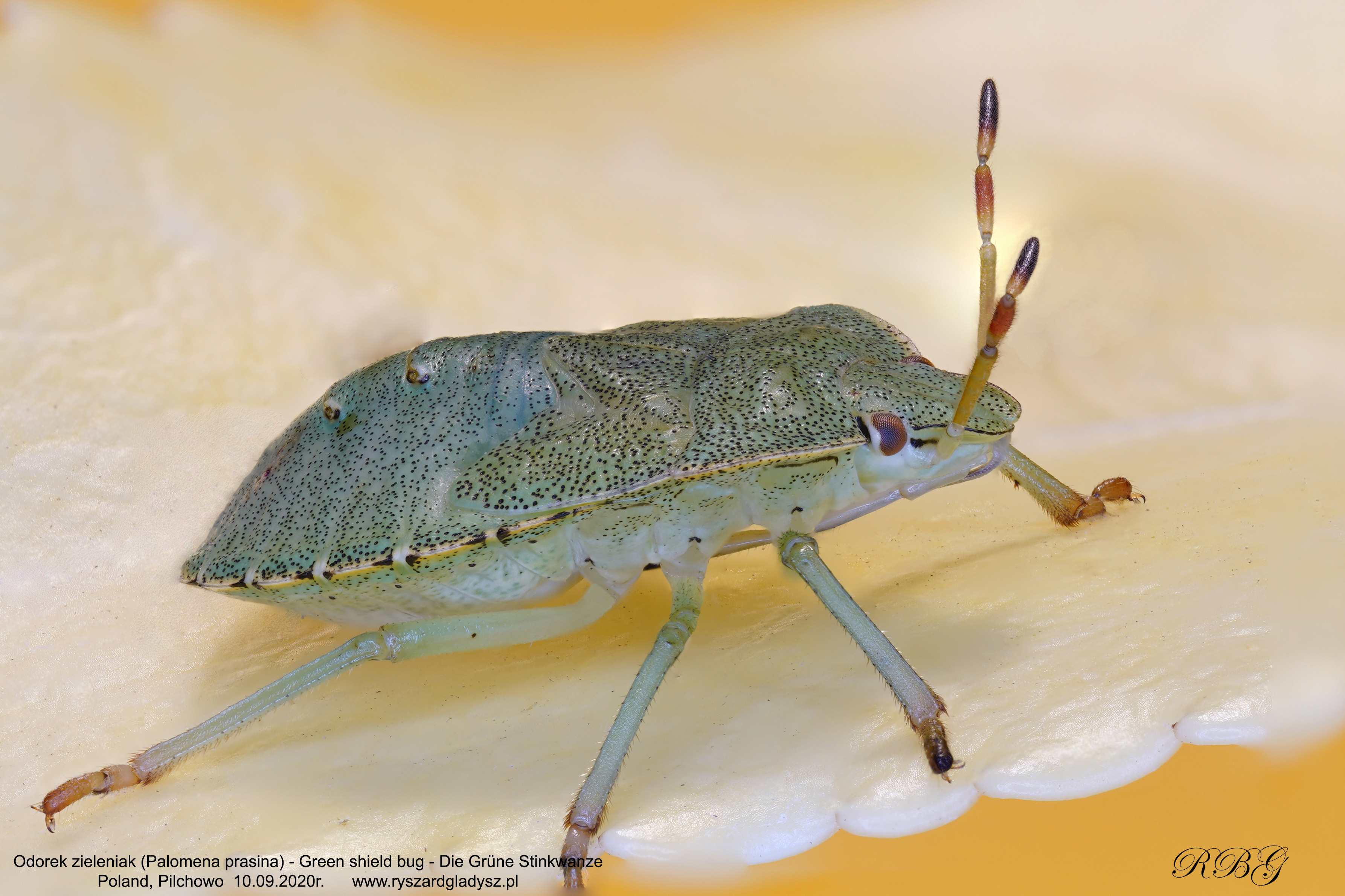 Odorek zieleniak, Palomena prasina, Green shield bug, Die Grüne Stinkwanze