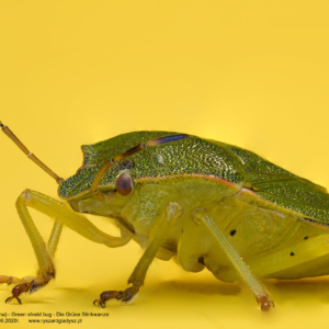 Odorek zieleniak, Palomena prasina, Green shield bug, Die Grüne Stinkwanze