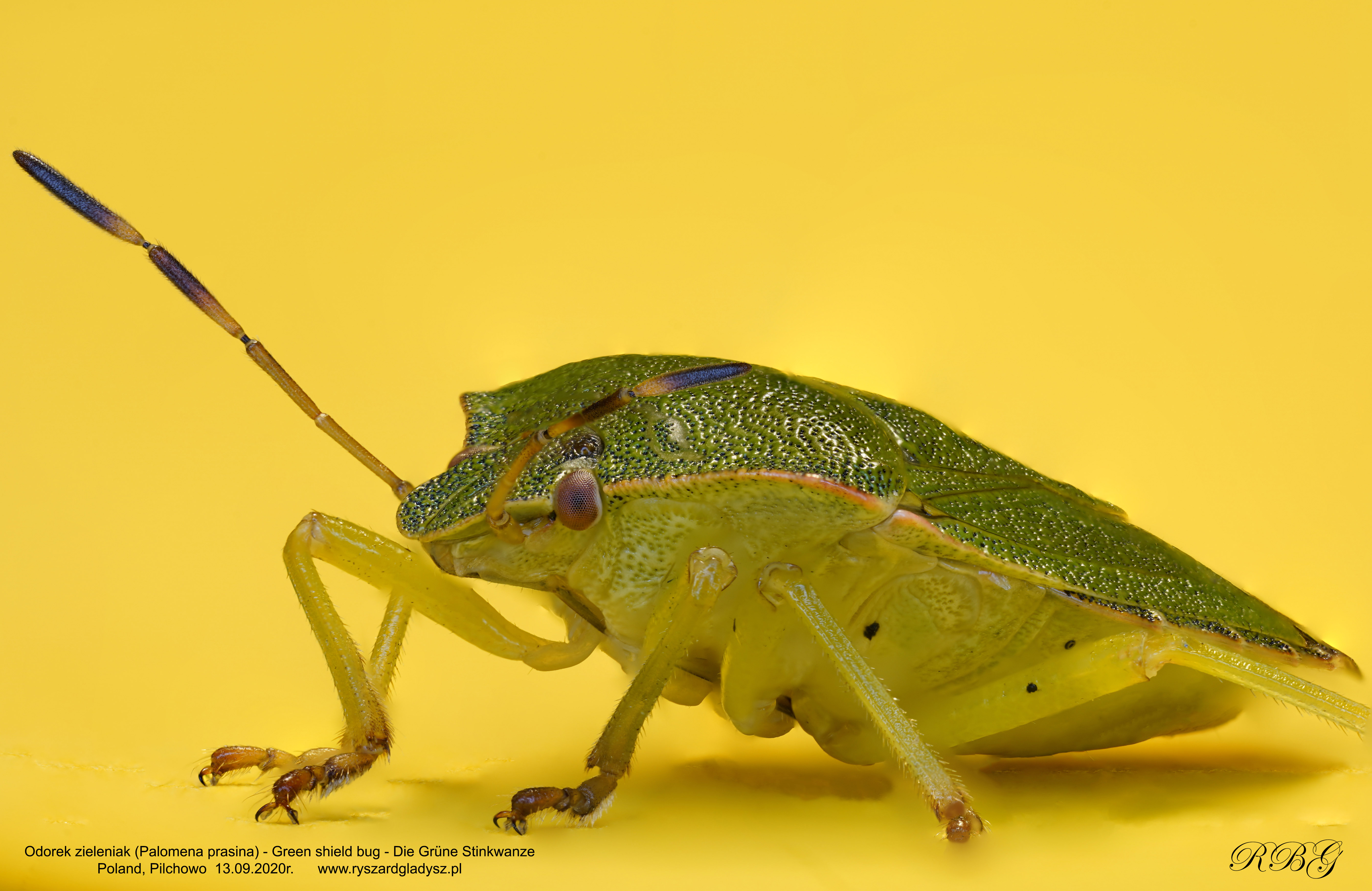 Odorek zieleniak, Palomena prasina, Green shield bug, Die Grüne Stinkwanze