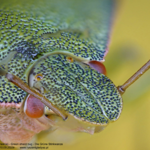 Odorek zieleniak, Palomena prasina, Green shield bug, Die Grüne Stinkwanze