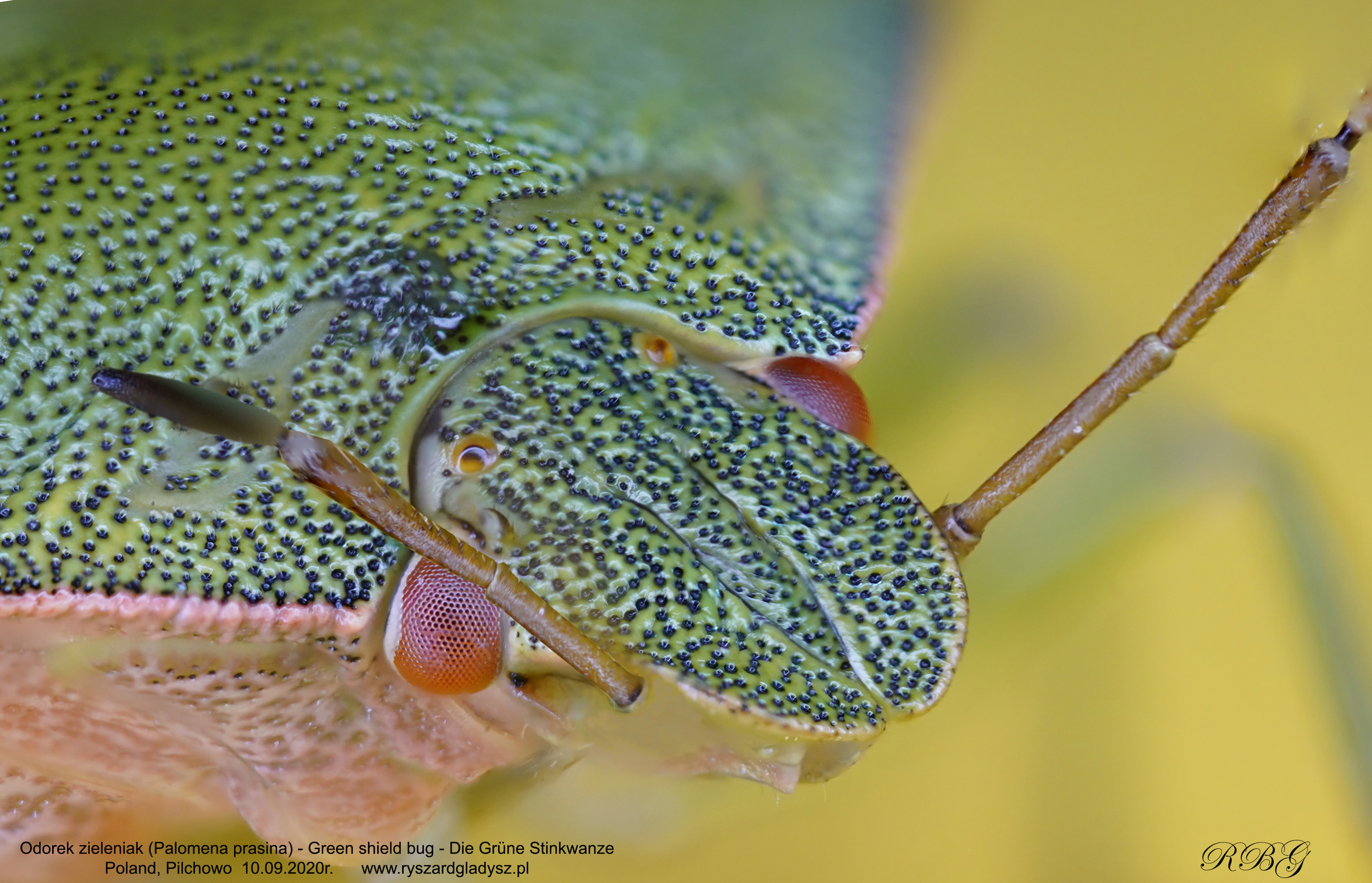 Odorek zieleniak, Palomena prasina, Green shield bug, Die Grüne Stinkwanze