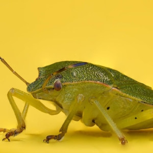 Odorek zieleniak, Palomena prasina, Green shield bug, Die Grüne Stinkwanze, Щитник зелёный древесный