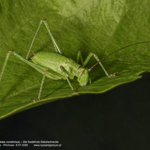 Opaślik sosnowiec, Barbitistes constrictus, Die Nadelholz-Säbelschrecke