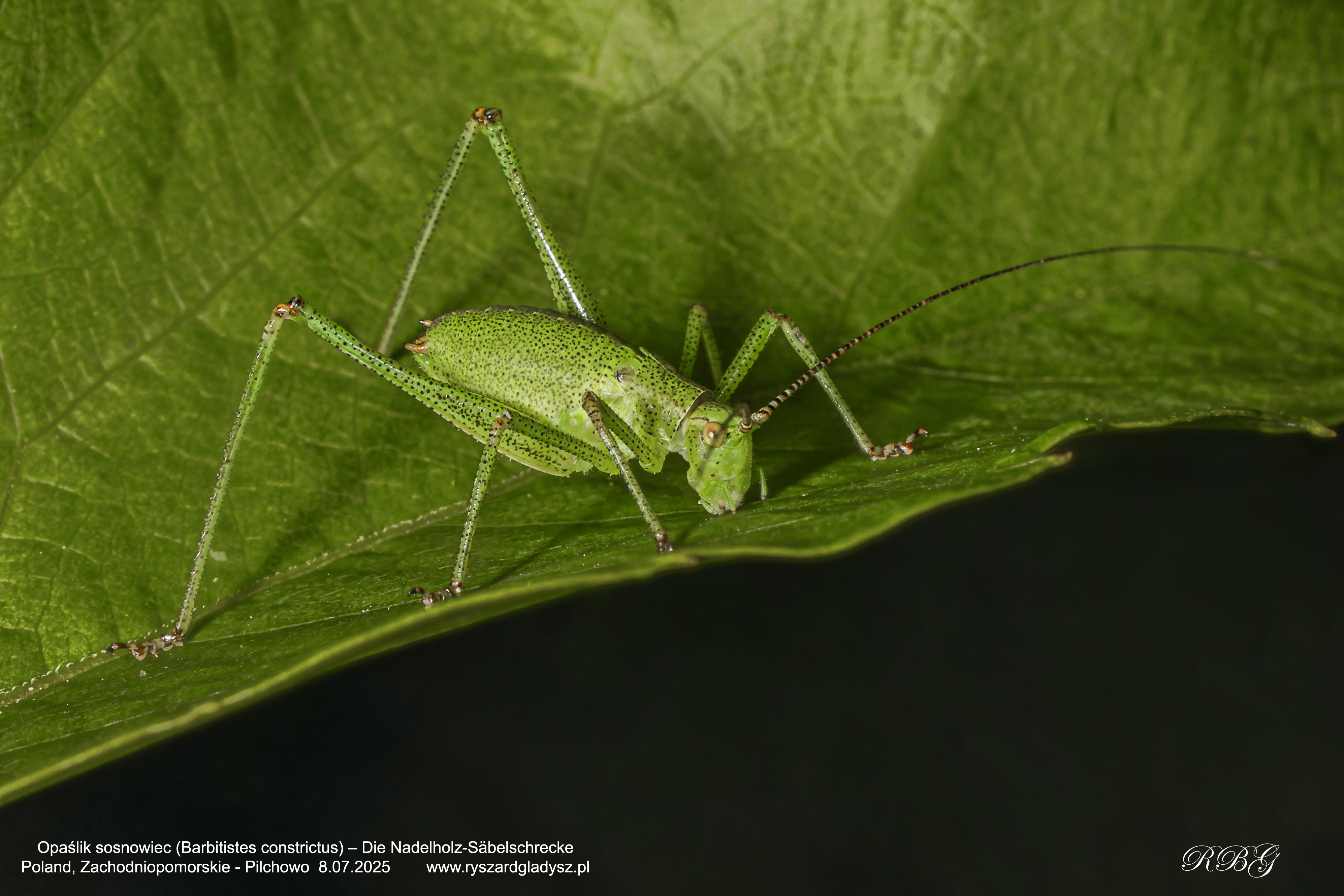 Opaślik sosnowiec, Barbitistes constrictus, Die Nadelholz-Säbelschrecke