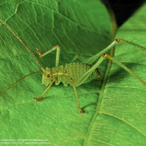 Opaślik sosnowiec, Barbitistes constrictus, Die Nadelholz-Säbelschrecke Prostoskrzydłe, pasikonikowate, owady, insects, Insekten
