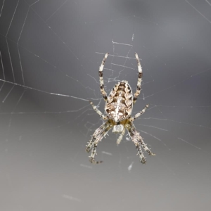 Pająki, Araneae, Spiders, Die Webspinnen, Пауки