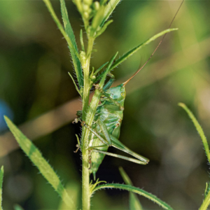 Pasikonik zielony, Tettigonia viridissima, Great green bush-cricket, Das Grüne Heupferd, Зелёный кузнечик