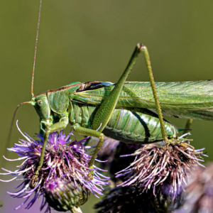 Pasikonik zielony, Tettigonia viridissima, Great green bush-cricket, Das Grüne Heupferd, Зелёный кузнечик