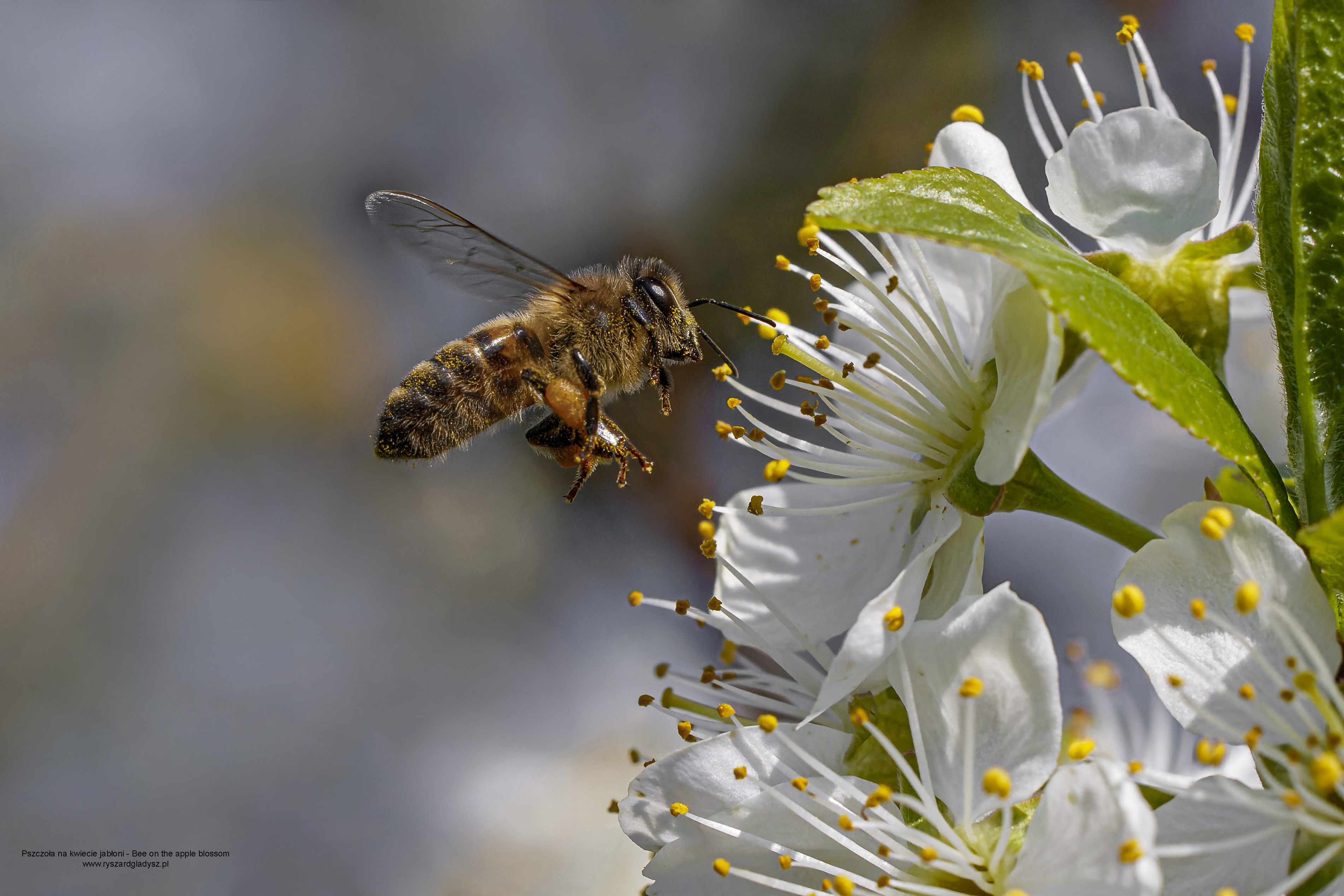 Pszczoły, Anthophila, Bees, Die Bienen, Пчёлы