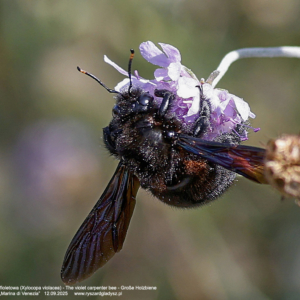 Pszczoła czarna – Zadrzechnia fioletowa 0018 Pszczoła czarna - Zadrzechnia fioletowa, Xylocopa violacea, The violet carpenter bee, Große Holzbiene