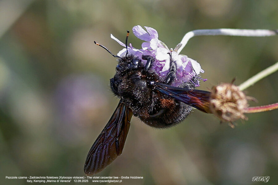 Pszczoła czarna - Zadrzechnia fioletowa, Xylocopa violacea, The violet carpenter bee, Große Holzbiene auch Blauschwarze oder Violettflügelige Holzbiene Owady, pszczoły, błonkoskrzydłe, bees, Bienen insekts, Insekten