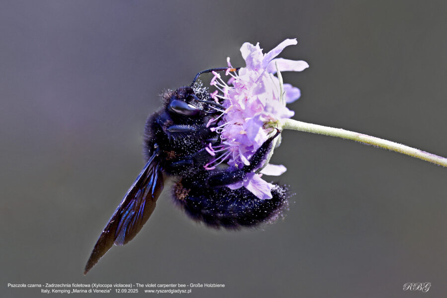 Pszczoła czarna - Zadrzechnia fioletowa, Xylocopa violacea, The violet carpenter bee, Große Holzbiene auch Blauschwarze oder Violettflügelige Holzbiene Owady, pszczoły, błonkoskrzydłe, bees, Bienen insekts, Insekten