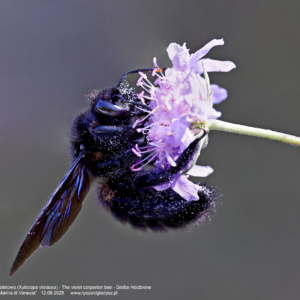 Pszczoła czarna – Zadrzechnia fioletowa 0033 Pszczoła czarna - Zadrzechnia fioletowa, Xylocopa violacea, The violet carpenter bee, Große Holzbiene