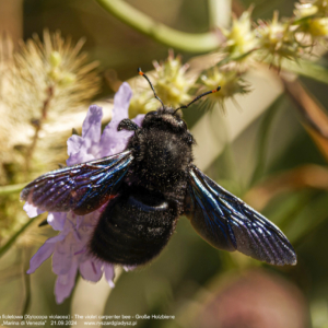 Pszczoła czarna – Zadrzechnia fioletowa 0330 Pszczoła czarna - Zadrzechnia fioletowa, Xylocopa violacea, The violet carpenter bee, Große Holzbiene