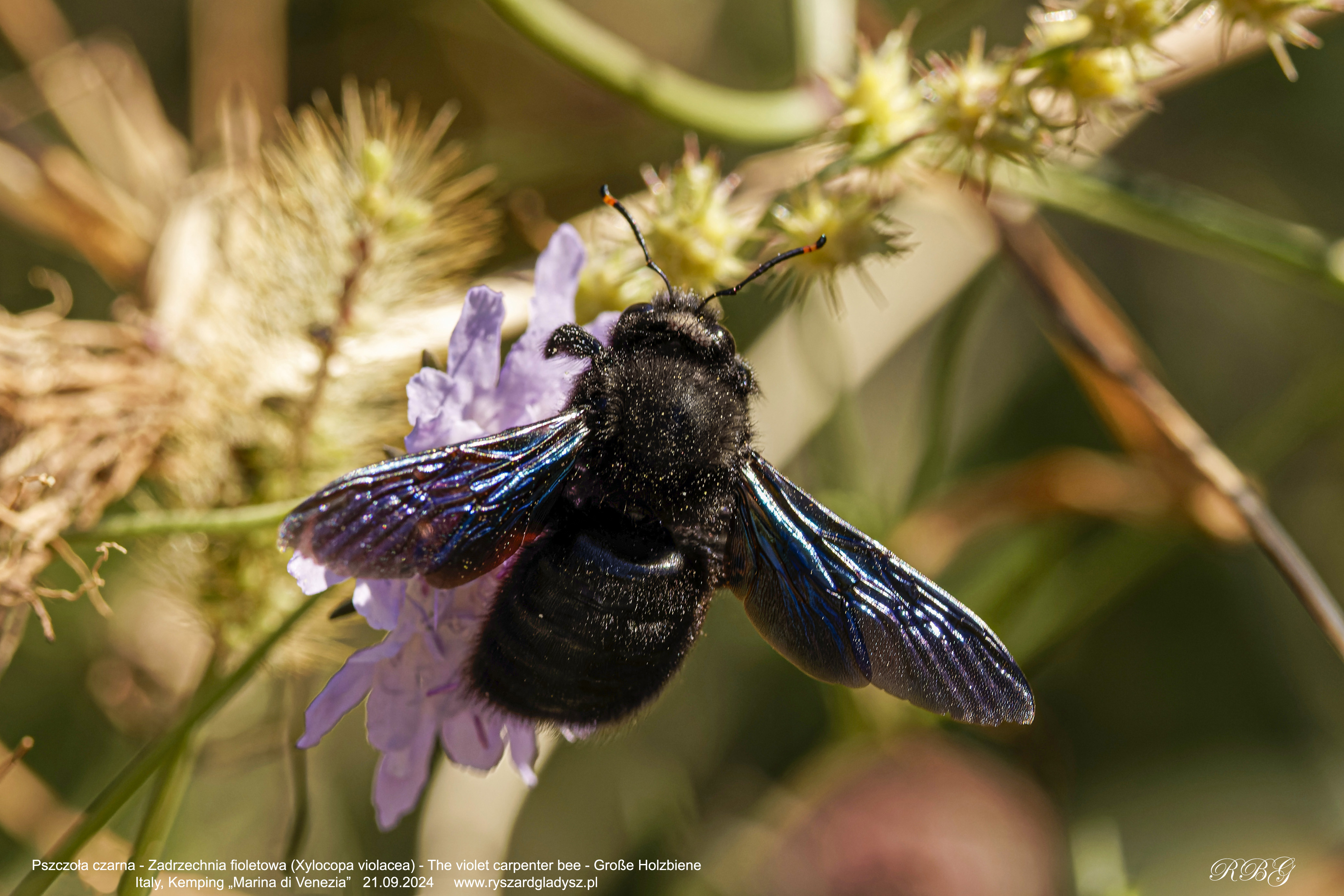 Pszczoła czarna - Zadrzechnia fioletowa, Xylocopa violacea, The violet carpenter bee, Große Holzbiene