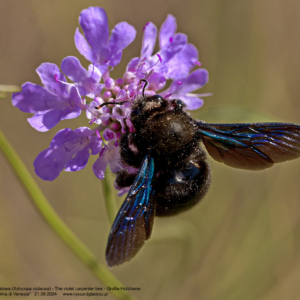 Pszczoła czarna – Zadrzechnia fioletowa 0354 Pszczoła czarna - Zadrzechnia fioletowa, Xylocopa violacea, The violet carpenter bee, Große Holzbiene