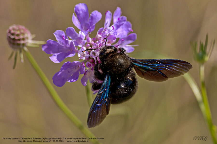 Pszczoła czarna - Zadrzechnia fioletowa, Xylocopa violacea, The violet carpenter bee, Große Holzbiene auch Blauschwarze oder Violettflügelige Holzbiene Owady, pszczoły, błonkoskrzydłe, bees, Bienen insekts, Insekten