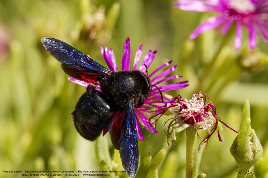 Pszczoła czarna - Zadrzechnia fioletowa, Xylocopa violacea, The violet carpenter bee, Große Holzbiene auch Blauschwarze oder Violettflügelige Holzbiene Owady, pszczoły, błonkoskrzydłe, bees, Bienen insekts, Insekten