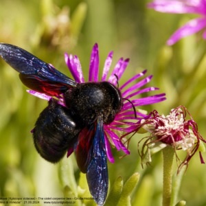 Pszczoła czarna – Zadrzechnia fioletowa 0382 Pszczoła czarna - Zadrzechnia fioletowa, Xylocopa violacea, The violet carpenter bee, Große Holzbiene