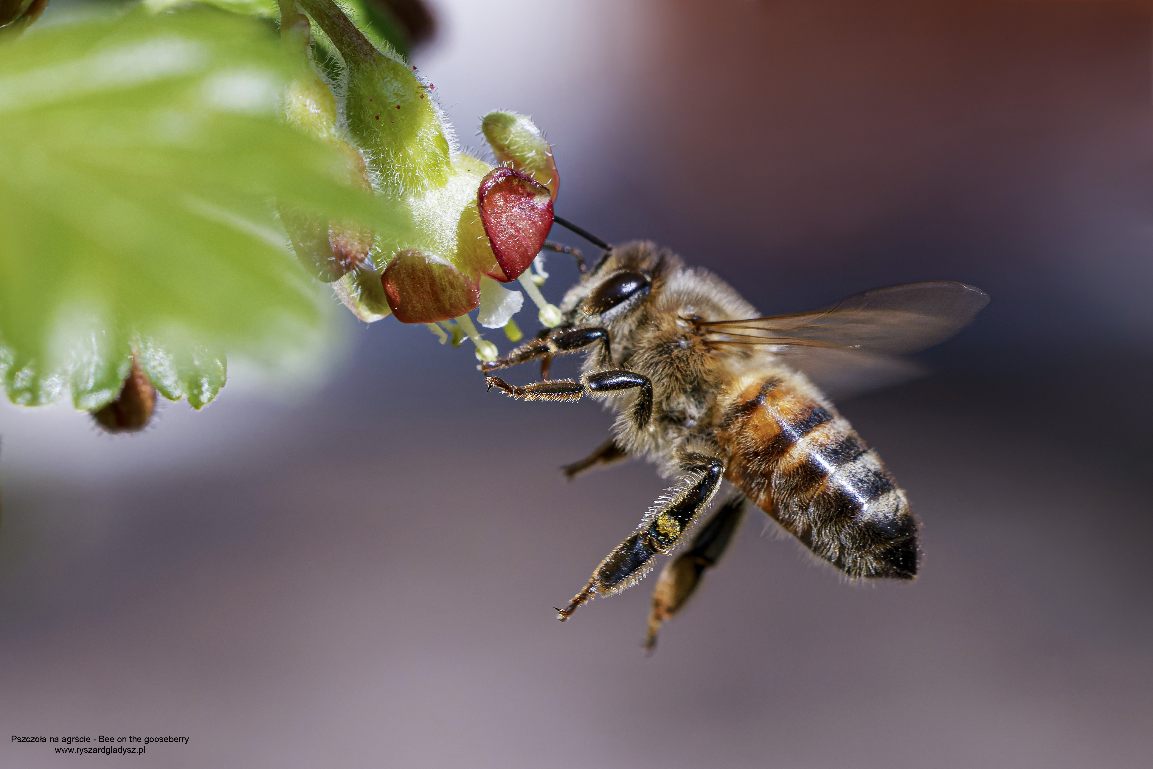 Pszczoły, Anthophila, Bees, Die Bienen, Пчёлы