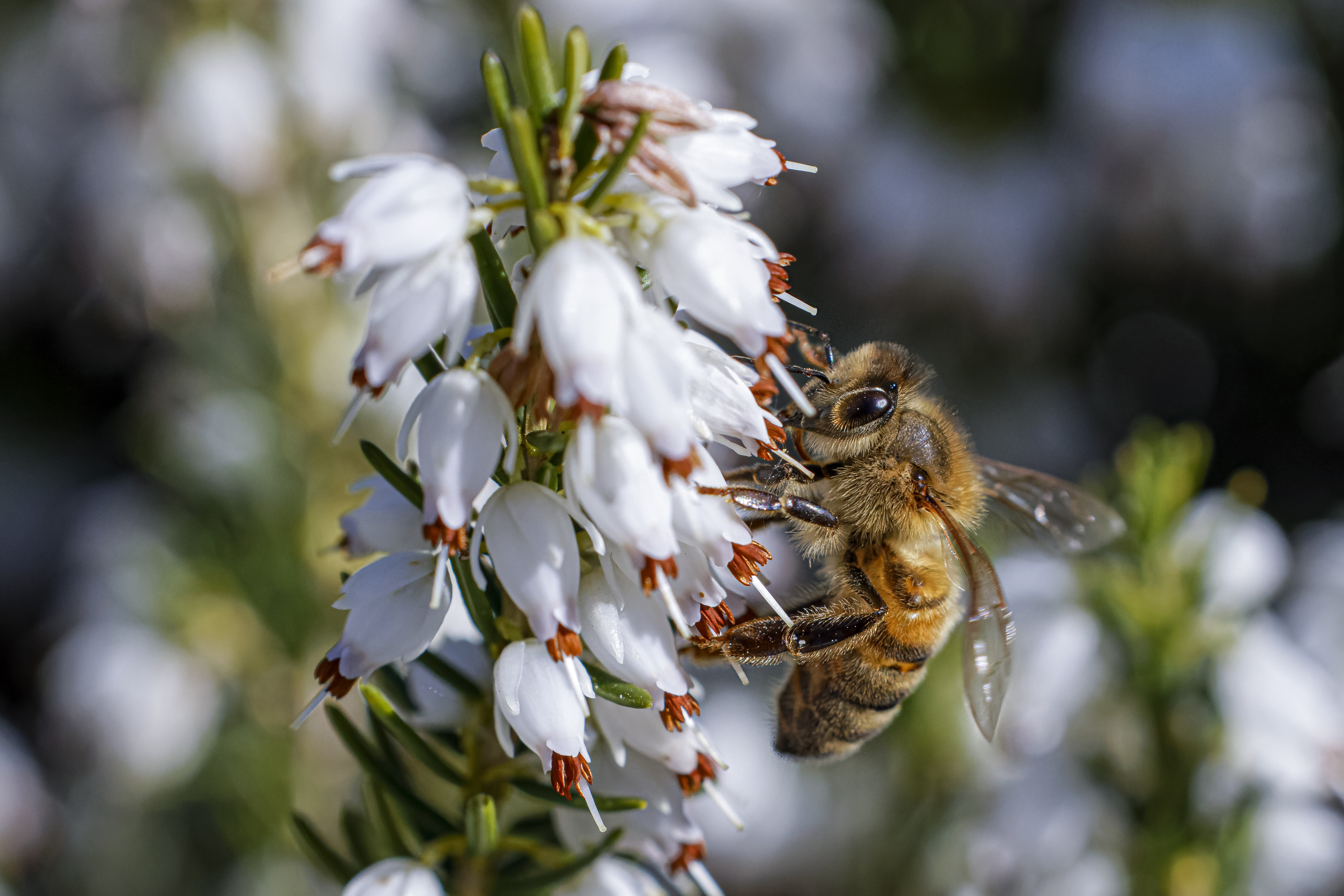 Pszczoły, Anthophila, Bees, Die Bienen, Пчёлы