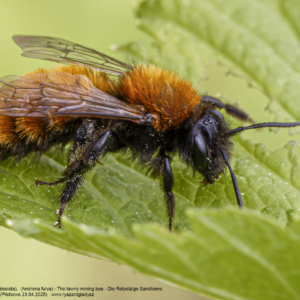 Pszczolinka ruda 3234 Pszczolinka ruda, (piaskowa lub złocista), Andrena fulva, The tawny mining bee, Die Rotpelzige Sandbiene